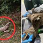 A rápida intervenção de uma equipe de tráfego salvou a dupla de um acidente, destacando a importância da proteção da fauna - Foto: Divulgação/ CNL