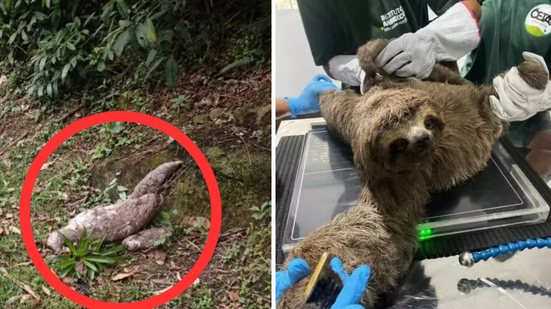 A rápida intervenção de uma equipe de tráfego salvou a dupla de um acidente, destacando a importância da proteção da fauna - Foto: Divulgação/ CNL