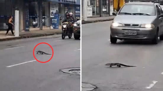 População age de forma solidária, evitando acidentes e garantindo a segurança do lagarto sem necessidade de intervenção oficial - Foto: Felipe Família