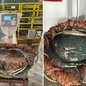 Material apreendido inclui 50 quilos de cobre e ferramentas utilizadas para o furto, evitando prejuízos à empresa - Foto: Divulgação/ Polícia Civil