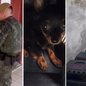Polícia Militar Ambiental encontrou cães trancados em caixas, sem água ou comida, destacando a importância da vigilância comunitária - Foto: Redes Sociais/Polícia Militar Ambiental da Baixada Santista
