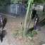 A rápida ação da Guarda Civil Municipal, com apoio de câmeras de monitoramento, evitou que o suspeito fugisse após o crime - Foto: Divulgação/ Prefeitura de Santos