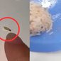 Comissão de fiscalização realiza vistoria na escola e notifica empresa fornecedora após ocorrências de larvas na merenda - Foto: Reprodução / Drone Fox
