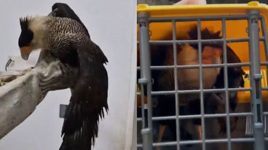 Foto: Reprodução/ Acervo Pessoal