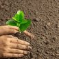 Comemorações do Dia da Árvore visam conscientizar sobre a importância da preservação ambiental na cidade - Foto: Divulgação/ Prefeitura de Cubatão