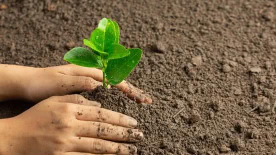 Comemorações do Dia da Árvore visam conscientizar sobre a importância da preservação ambiental na cidade - Foto: Divulgação/ Prefeitura de Cubatão