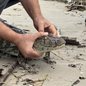 Após temporais, jacarés-de-papo-amarelo foram encontrados em locais inusitados, exigindo ação rápida das autoridades locais - Fotos: Dyego Gonçalves