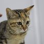 Saiba como garantir a segurança dos cães em passeios e as penalidades por descumprimento - Foto: Divulgação/ Prefeitura de São Vicente