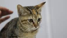 Saiba como garantir a segurança dos cães em passeios e as penalidades por descumprimento - Foto: Divulgação/ Prefeitura de São Vicente