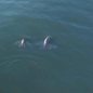 Grupo de golfinhos realiza manobras perto da areia em Praia Grande - Imagem: Itaicy Julio