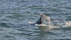 Patrulhamento ambiental flagra mergulhos de baleia jubarte no Parque Xixová-Japuí - Imagem: Reprodução