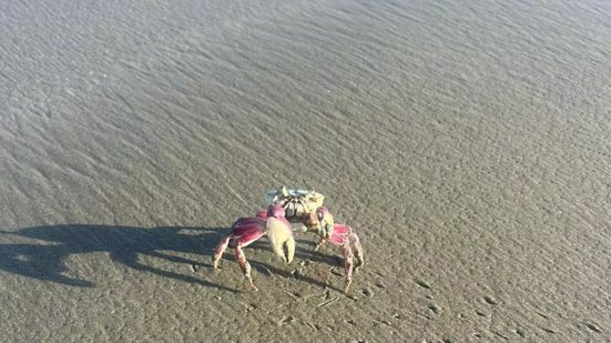 Imagem Fenômeno:  caranguejos nas praias de Peruíbe após período de chuvas