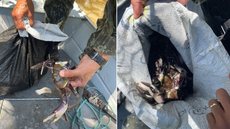 7,6 quilos de caranguejos capturados de forma ilegalmente - Imagem: Reprodução/BPAmb 2ª Cia da Polícia Militar Ambiental