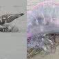 Caravelas-Portuguesas são registradas em Peruíbe durante observação de aves - Imagem: Reprodução/ g1