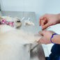 Mongaguá disponibiliza 250 vagas gratuitas para castração de cães e gatos em unidade móvel instalada na Praça Dudu Samba neste domingo (20) - Imagem: Divulgação