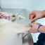 Mongaguá disponibiliza 250 vagas gratuitas para castração de cães e gatos em unidade móvel instalada na Praça Dudu Samba neste domingo (20) - Imagem: Divulgação