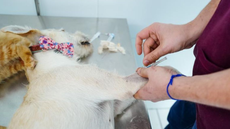 Mongaguá disponibiliza 250 vagas gratuitas para castração de cães e gatos em unidade móvel instalada na Praça Dudu Samba neste domingo (20) - Imagem: Divulgação