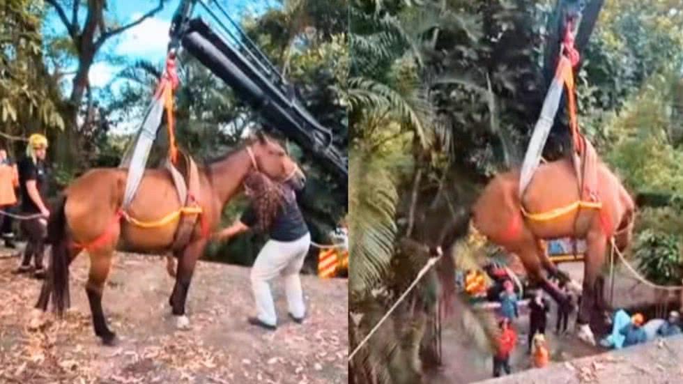 Animal apresentava também sinais sugestivos de maus-tratos - Imagem: Divulgação/ Prefeitura de Peruíbe