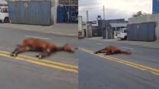 As circunstâncias do atropelamento do cavalo em Guarujá ainda estão sendo investigadas pela Secretaria de Segurança Pública - Imagem: Reprodução/ g1