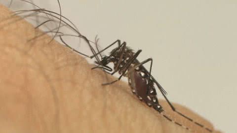 Baixada Santista registra 31 casos de Chikungunya - Imagem: reprodução Twitter