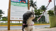 Imagem: Reprodução / Prefeitura de São Vicente