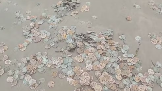 Imagem: Repdorução / Odirlei Caetano da Silva