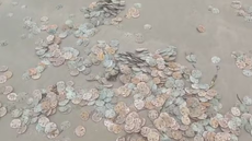 Imagem: Repdorução / Odirlei Caetano da Silva