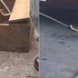 Jararaca adulta foi encontrada escondida na parte inferior de um carro em Registro e resgatada pelo Corpo de Bombeiros antes de ser devolvida ao habitat natural - Imagem: Reprodução/Redes Sociais