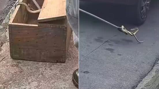 Jararaca adulta foi encontrada escondida na parte inferior de um carro em Registro e resgatada pelo Corpo de Bombeiros antes de ser devolvida ao habitat natural - Imagem: Reprodução/Redes Sociais