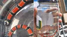 Cobra coral-verdadeira capturada após acidente em Ilha Comprida foi analisada e devolvida à natureza por especialista - Imagem: Jader Rocha