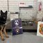 Cadela farejadora da Alfândega de Santos identificou 43 kg de cocaína escondidos na estrutura de um contêiner refrigerado com destino à Holanda - Imagem: Divulgação/Receita Federal