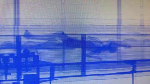 O escaneamento detectou a presença de uma silhueta de corpo humano dentro do contêiner - Imagem: Receita Federal