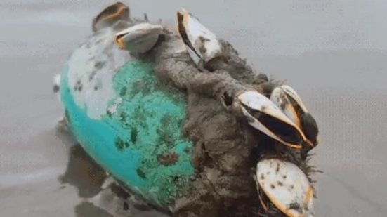 Descubra a relação das cracas com a gastronomia e por que a espécie encontrada na Praia Grande não é comestível - Foto: Hebe Gomes Dorado
