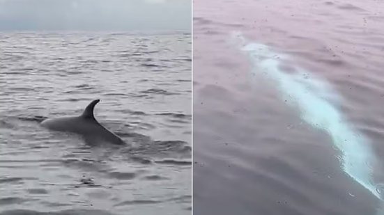 Baleia é avistada próxima a embarcação de pescadores na Baía de Santos na tarde de segunda-feira (27) - Imagem: Mário Alberto/@beto.guia.de.pesc