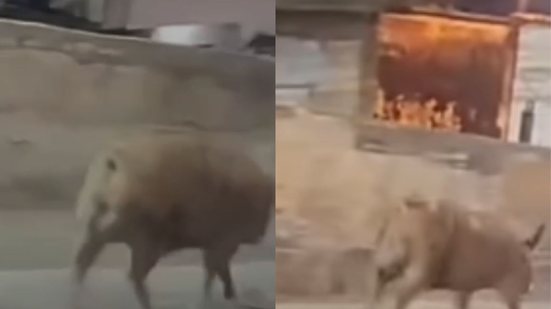 Uma cena inusitada em São Vicente: porco passeia tranquilamente no viaduto, gerando curiosidade e susto entre motoristas - Imagem: Reprodução/ Redes sociais