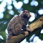 O resgate de um sagui em Guarujá destaca os riscos da criação ilegal de animais silvestres e suas consequências para a fauna local - Foto: Tânia Rêgo/ Agência Brasil