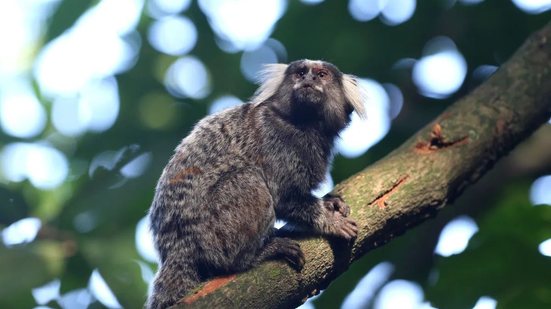 O resgate de um sagui em Guarujá destaca os riscos da criação ilegal de animais silvestres e suas consequências para a fauna local - Foto: Tânia Rêgo/ Agência Brasil