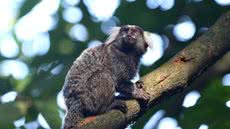 O resgate de um sagui em Guarujá destaca os riscos da criação ilegal de animais silvestres e suas consequências para a fauna local - Foto: Tânia Rêgo/ Agência Brasil