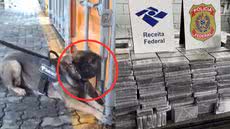 A Receita Federal interceptou mais de 1,5 tonelada de cocaína escondida em papel, em uma operação no Porto de Santos - Imagem: Receita Federal