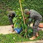 Ação do Exército Brasileiro visa reflorestamento e conscientização ambiental em Guarujá, com plantio de mudas nativas - Foto: Divulgação/ Prefeitura de Guarujá
