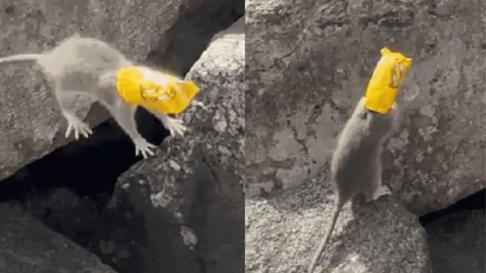 Vídeo mostra rato lutando para se livrar de embalagem, enquanto jovens se sentem impotentes para ajudar - Imagem: Reprodução/ Redes sociais