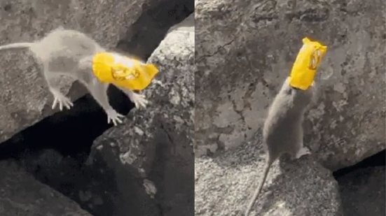 Vídeo mostra rato lutando para se livrar de embalagem, enquanto jovens se sentem impotentes para ajudar - Imagem: Reprodução/ Redes sociais