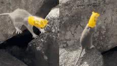 Vídeo mostra rato lutando para se livrar de embalagem, enquanto jovens se sentem impotentes para ajudar - Imagem: Reprodução/ Redes sociais