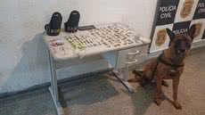 A habilidade do cão Bolt foi crucial para a apreensão de meio quilo de entorpecentes em São Vicente, desmantelando um esconderijo de traficantes - Foto: Divulgação/ Prefeitura de São Vicente