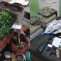 Durante a busca na casa do suspeito, polícia encontrou pés de maconha e materiais para fabricação de armas caseiras - Foto: Polícia Civil/ Divulgação