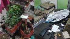 Durante a busca na casa do suspeito, polícia encontrou pés de maconha e materiais para fabricação de armas caseiras - Foto: Polícia Civil/ Divulgação