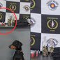 Cão farejador K-9 Hórus foi essencial para localizar drogas e munições escondidas - Foto: Divulgação/ 2º Baep