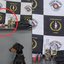 Cão farejador K-9 Hórus foi essencial para localizar drogas e munições escondidas - Foto: Divulgação/ 2º Baep