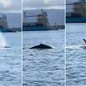 Filhote de baleia foi observado em diferentes pontos do canal de acesso ao Porto de Santos, levando autoridades marítimas a reforçarem medidas de proteção e segurança na navegação - Imagem: Reprodução/Mayday & iNavigate