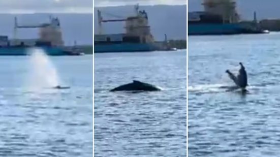 Filhote de baleia foi observado em diferentes pontos do canal de acesso ao Porto de Santos, levando autoridades marítimas a reforçarem medidas de proteção e segurança na navegação - Imagem: Reprodução/Mayday & iNavigate